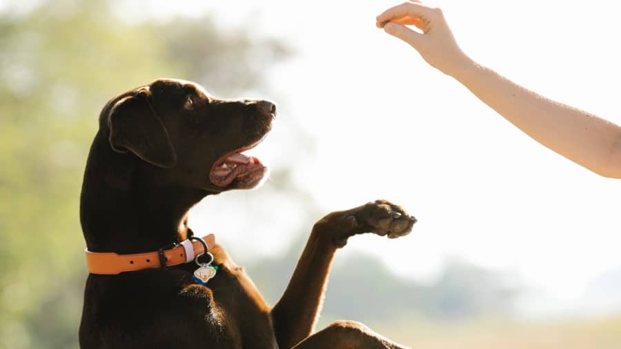 verteren Umeki Londen Hersenwerk spelletjes doen met je hond - Oogvereniging