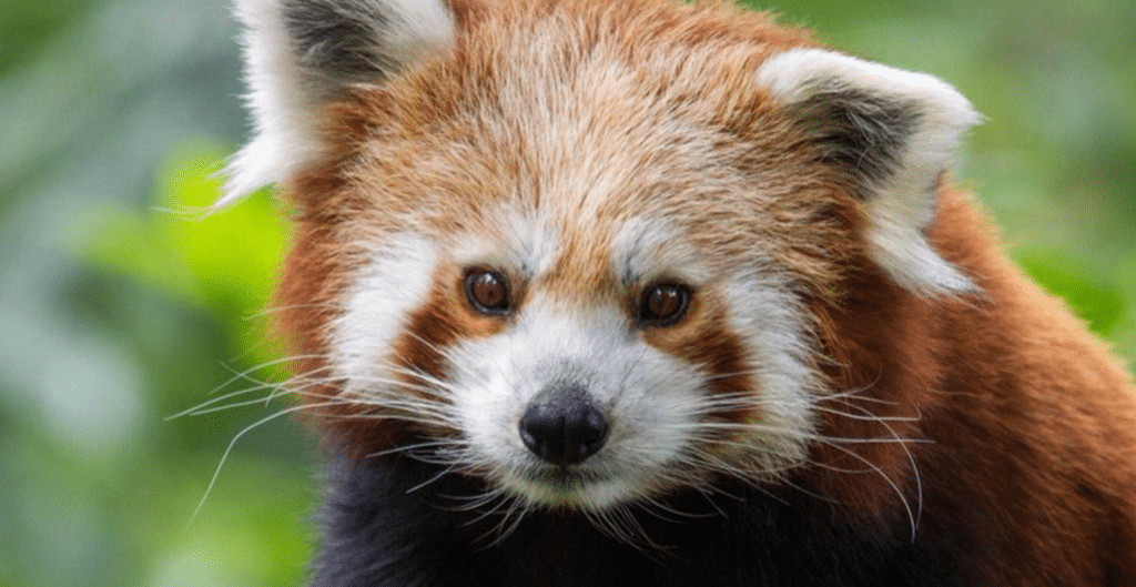 een rode panda kijkt gefocust in de lens van de camera, hij heeft een zachte vacht met snorharen en een zwarte neus