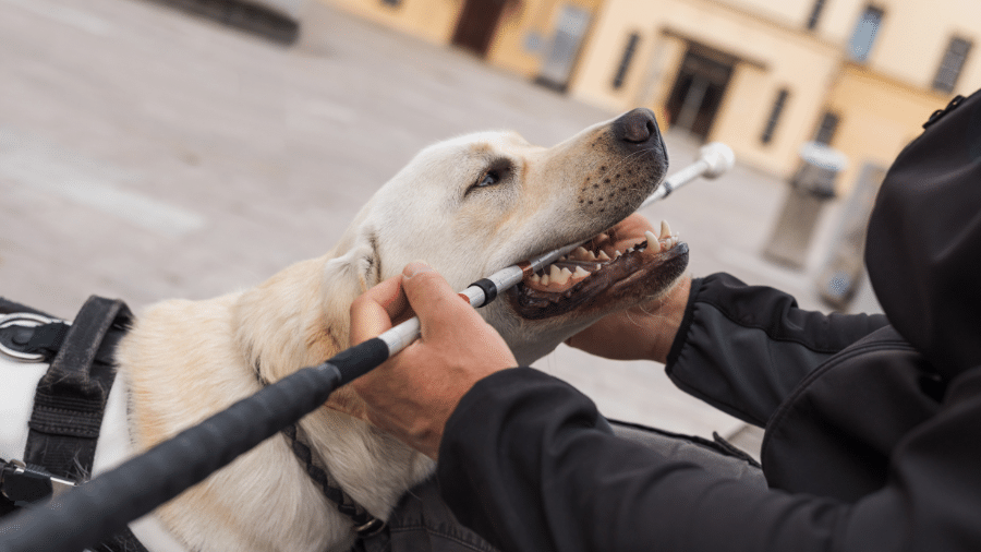 een geleidehond trekt speels aan de taststok van zijn baasje die op een bankje zit