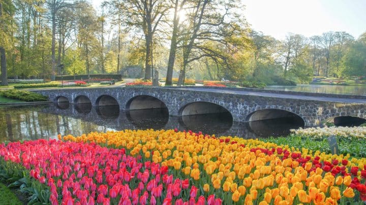 een tuin van de keukenhof, op voorgrond staan felgekleurde gele en rode rozen, met in de achtergrond een oude stenen brug met zes bogen als steunpilaren. de brug is zo'n twee meter hoog en steekt zo'n 20 meter aan water over